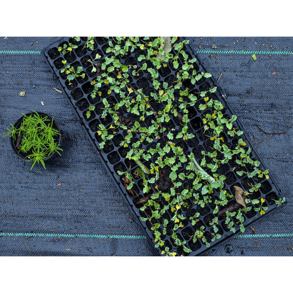 AGROTKANINA CZARNA 1,6 X 10 GRAMATURA 70G/M2 91046